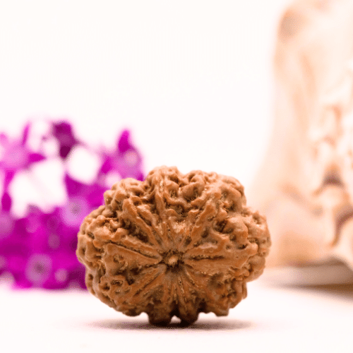 9 Mukhi Nepali Rudraksha - Collector