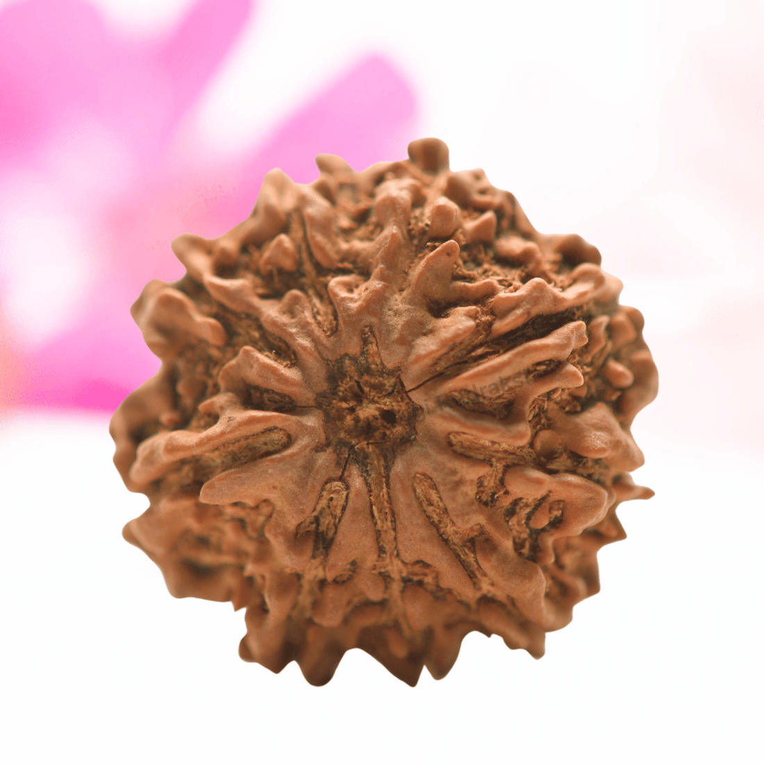9 Mukhi Nepali Rudraksha - Collector