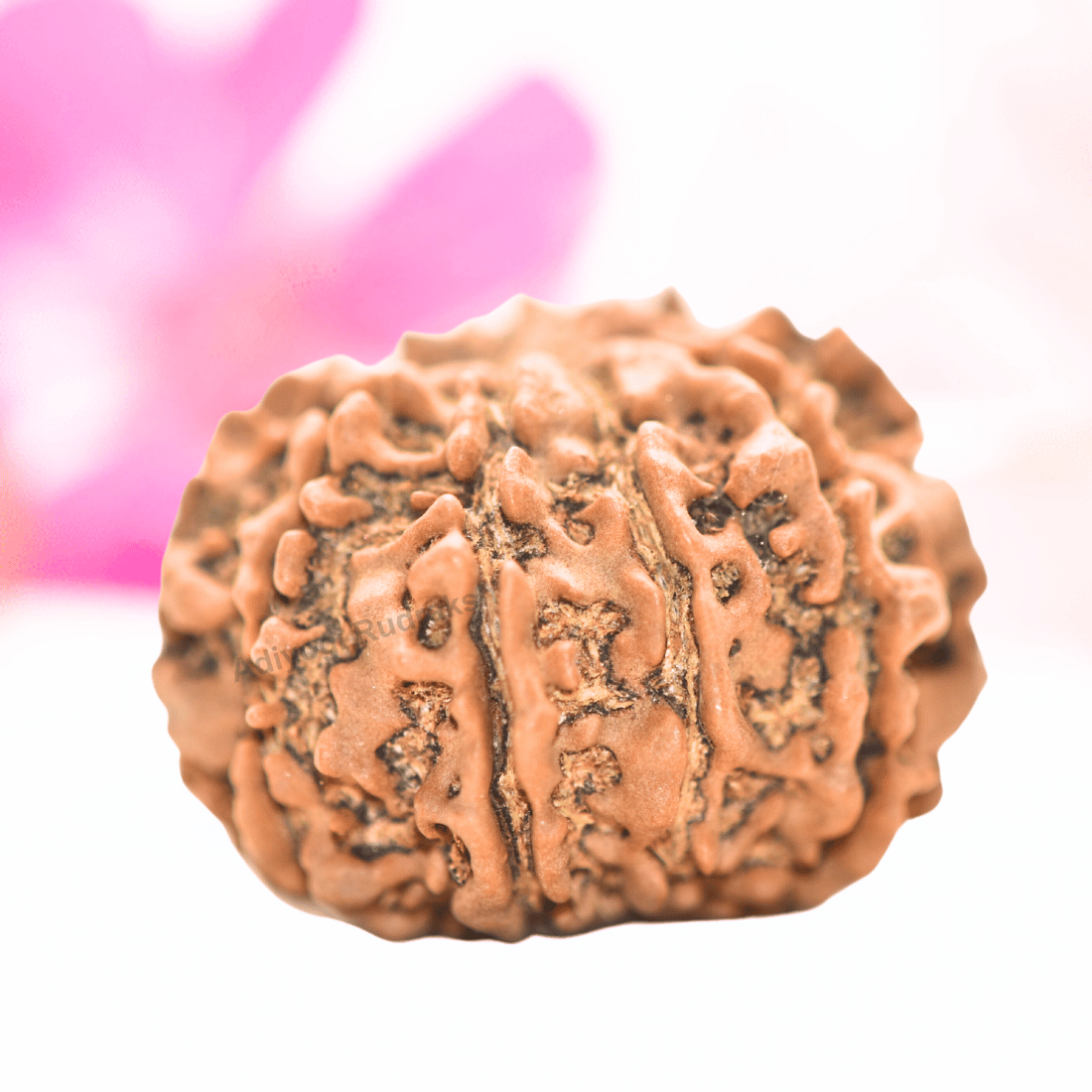 9 Mukhi Nepali Rudraksha - Collector