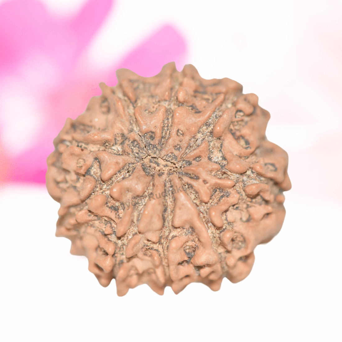 9 Mukhi Nepali Rudraksha - Collector