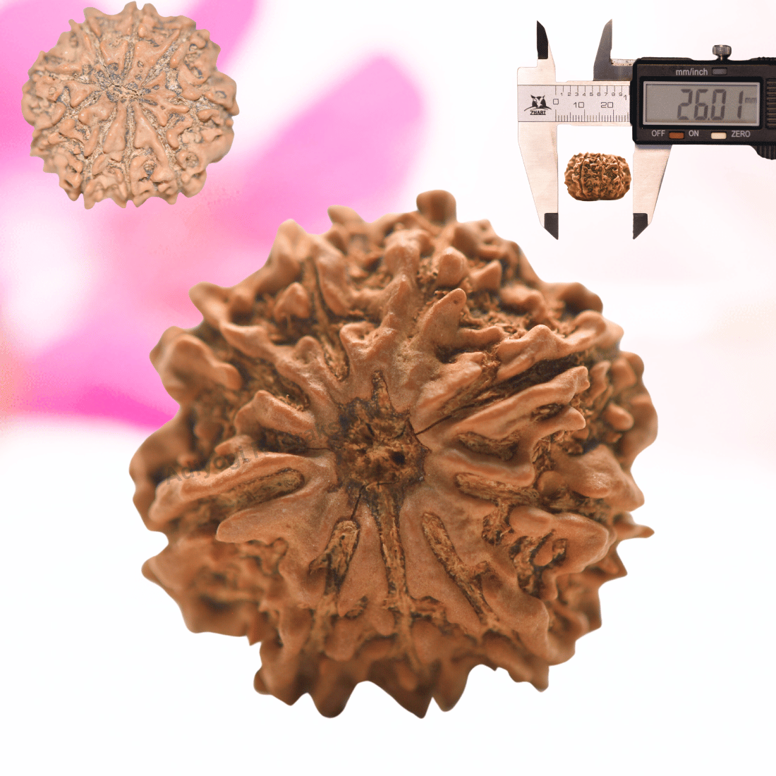 9 Mukhi Nepali Rudraksha - Collector
