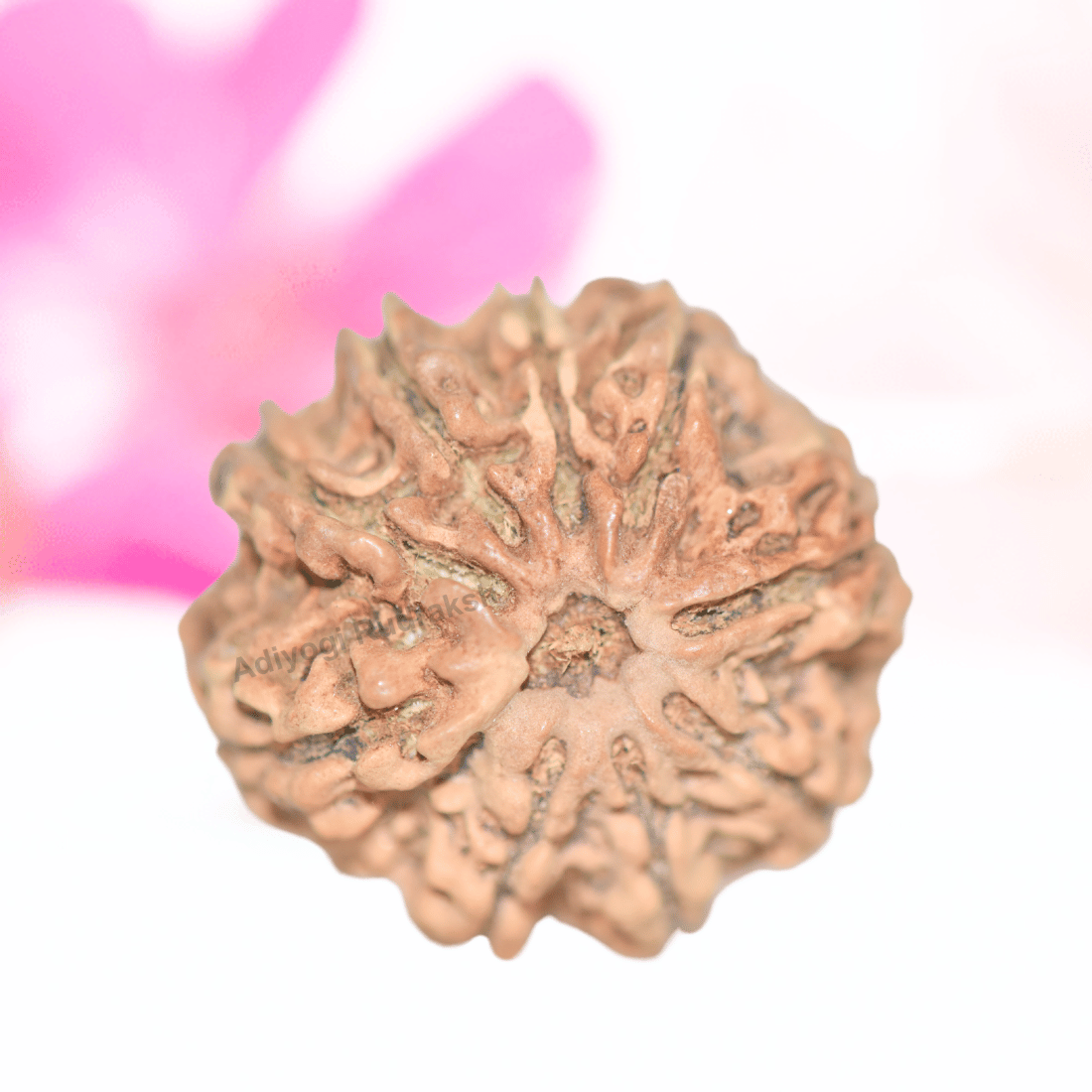 9 Mukhi Nepali Rudraksha - Collector