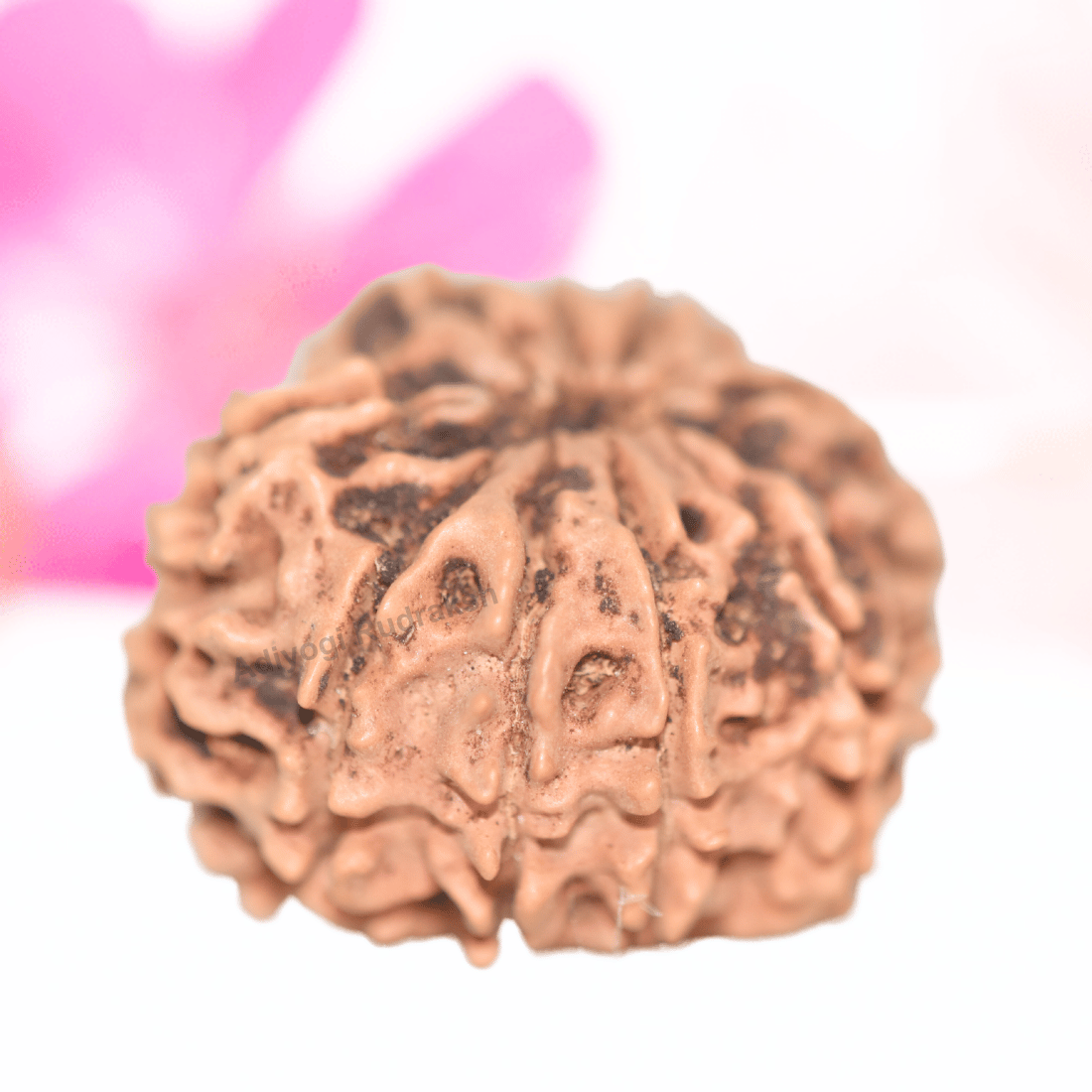 9 Mukhi Nepali Rudraksha - Collector
