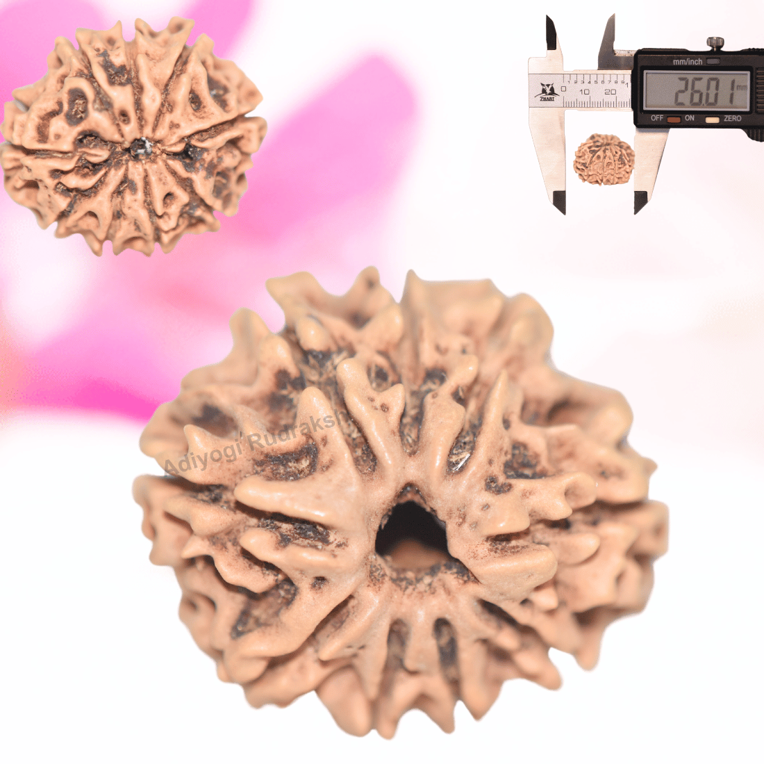 9 Mukhi Nepali Rudraksha - Collector