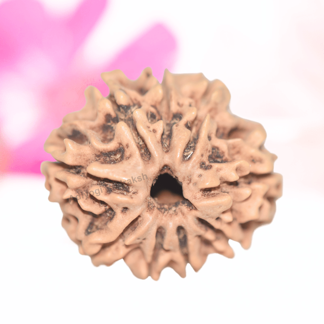 9 Mukhi Nepali Rudraksha - Collector
