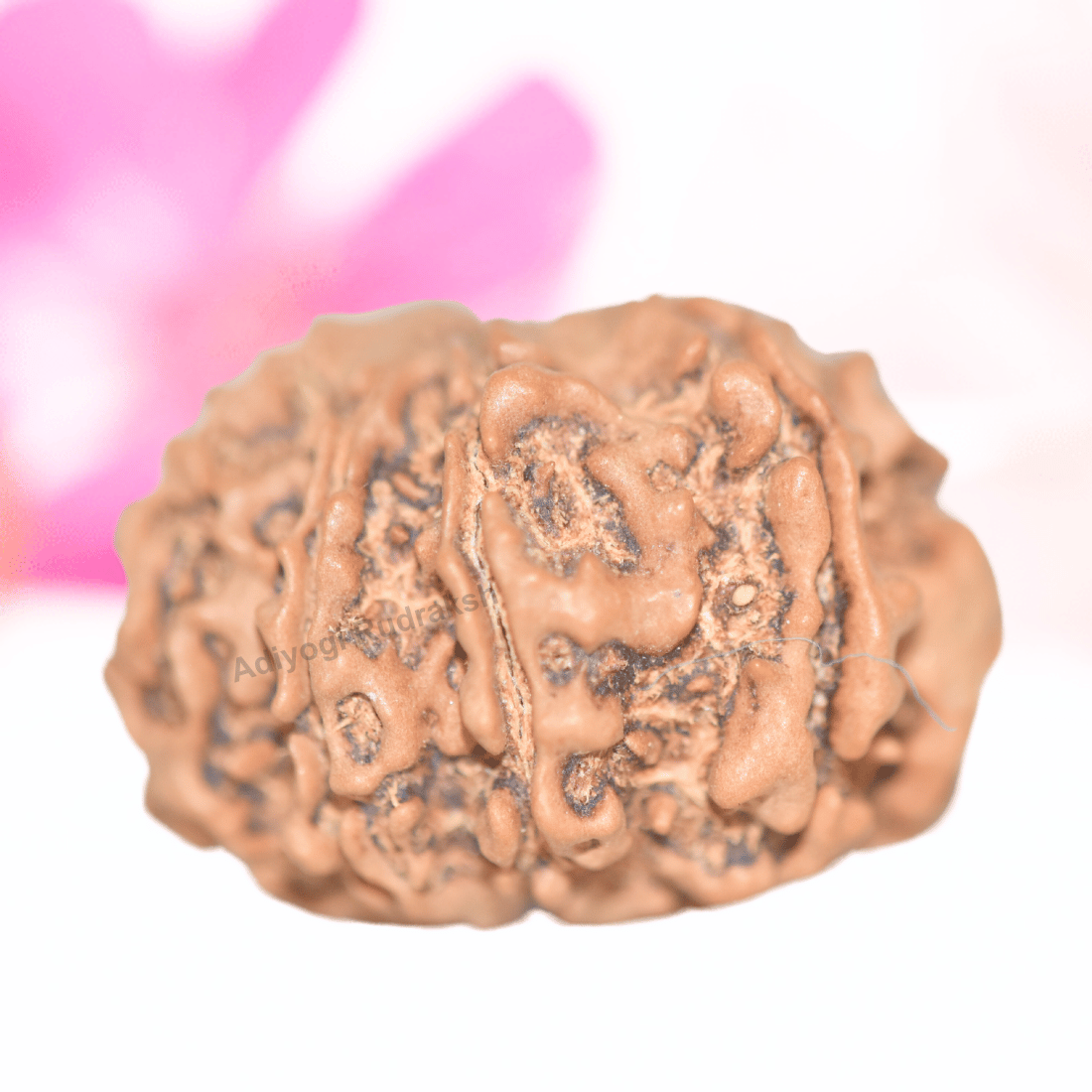9 Mukhi Nepali Rudraksha - Collector