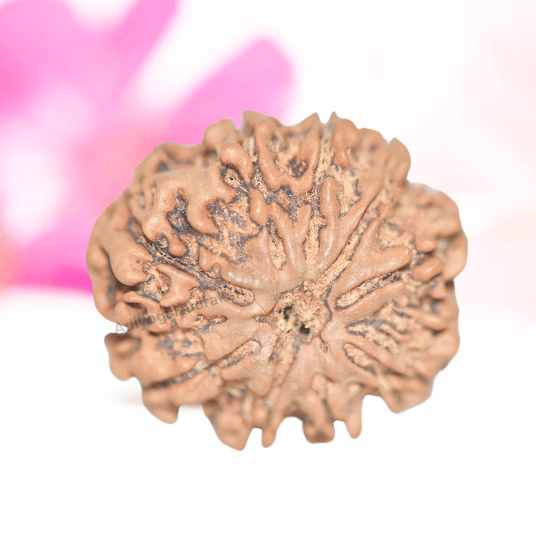 9 Mukhi Nepali Rudraksha - Collector