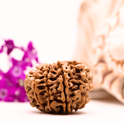 9 Mukhi Nepali Rudraksha - Collector
