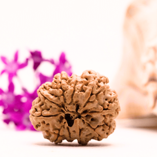 9 Mukhi Nepali Rudraksha - Collector