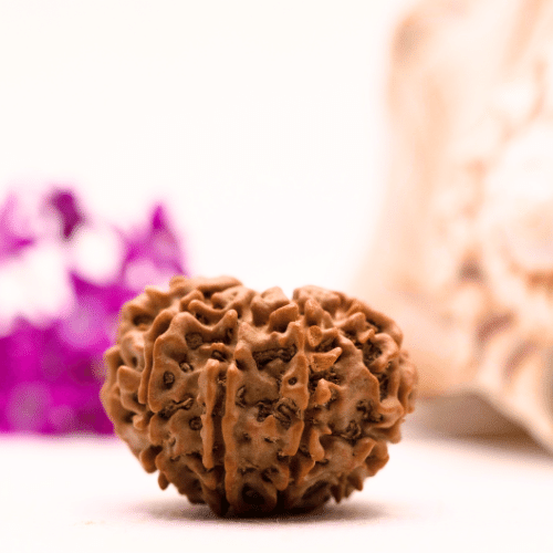 9 Mukhi Nepali Rudraksha - Collector