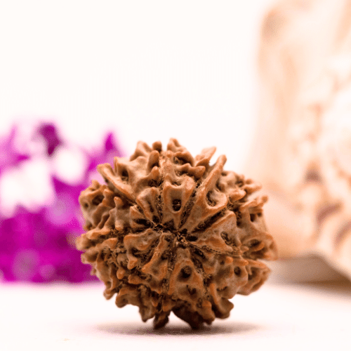 9 Mukhi Nepali Rudraksha - Collector