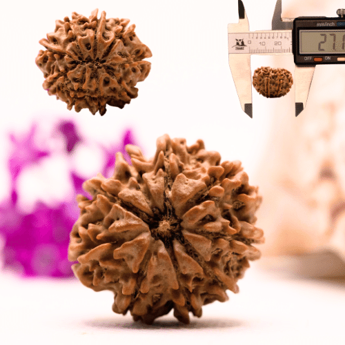 9 Mukhi Nepali Rudraksha - Collector