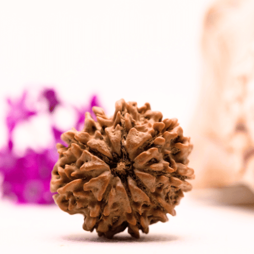 9 Mukhi Nepali Rudraksha - Collector