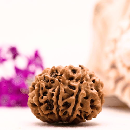 9 Mukhi Nepali Rudraksha - Collector