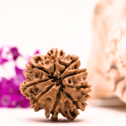 9 Mukhi Nepali Rudraksha - Collector
