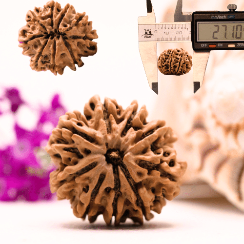 9 Mukhi Nepali Rudraksha - Collector