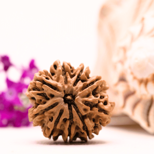 9 Mukhi Nepali Rudraksha - Collector