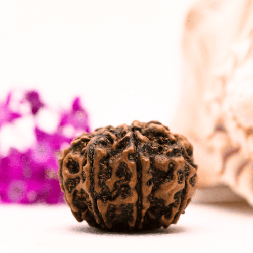 9 Mukhi Nepali Rudraksha - Collector