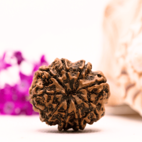 9 Mukhi Nepali Rudraksha - Collector