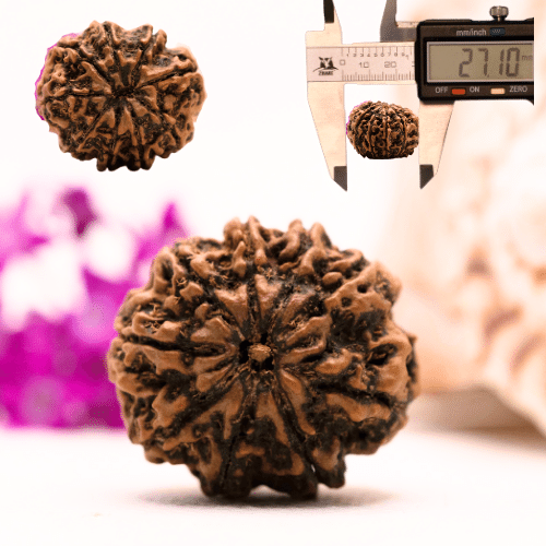 9 Mukhi Nepali Rudraksha - Collector