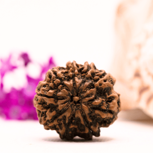 9 Mukhi Nepali Rudraksha - Collector