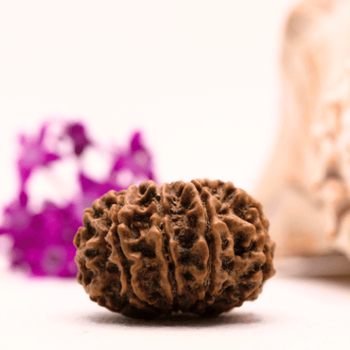 9 Mukhi Nepali Rudraksha - Collector