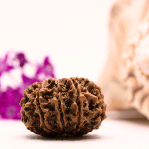 9 Mukhi Nepali Rudraksha - Collector