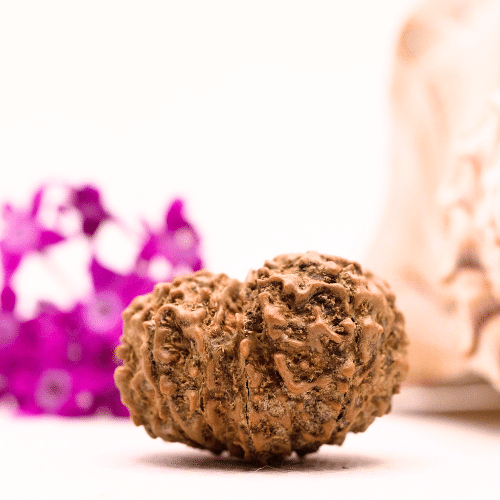 9 Mukhi Nepali Rudraksha - Collector