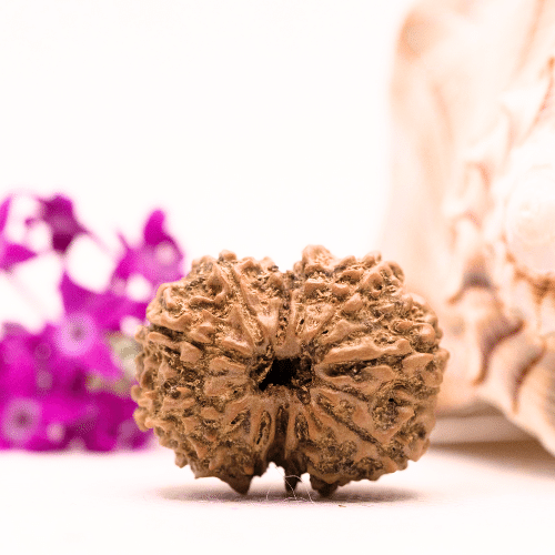 9 Mukhi Nepali Rudraksha - Collector