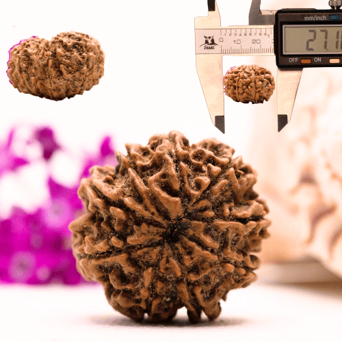 9 Mukhi Nepali Rudraksha - Collector