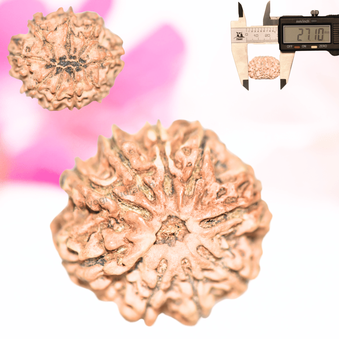 9 Mukhi Nepali Rudraksha - Collector