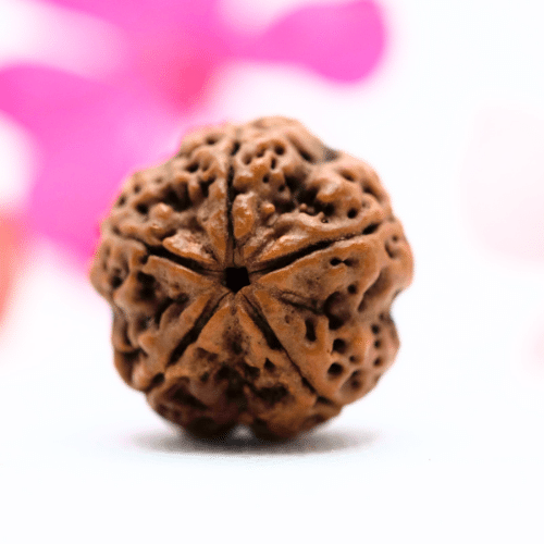 5 Mukhi Nepali Rudraksha - Large
