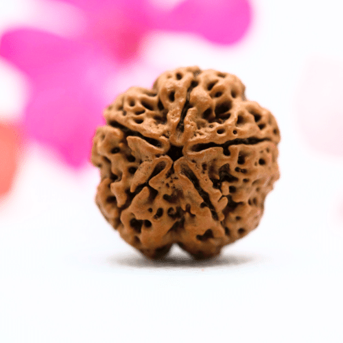 5 Mukhi Nepali Rudraksha - Large
