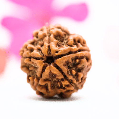 5 Mukhi Nepali Rudraksha - Large
