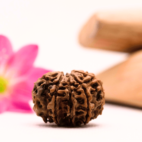 9 Mukhi Nepali Rudraksha - Large