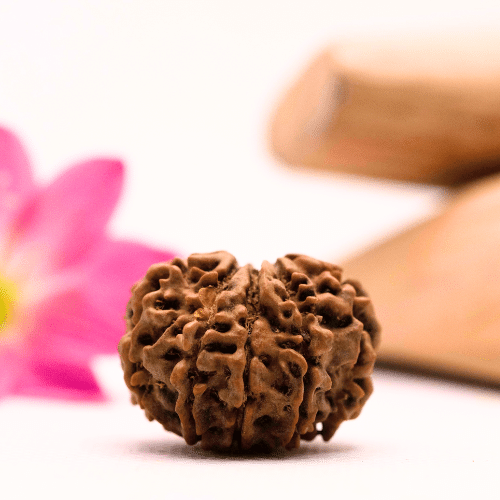 9 Mukhi Nepali Rudraksha - Large