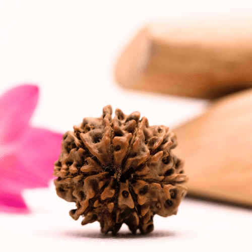 9 Mukhi Nepali Rudraksha - Large