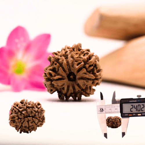 9 Mukhi Nepali Rudraksha - Large
