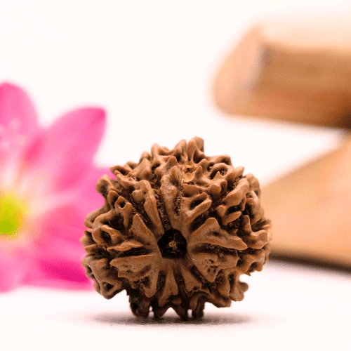 9 Mukhi Nepali Rudraksha - Large