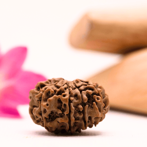 9 Mukhi Nepali Rudraksha - Large