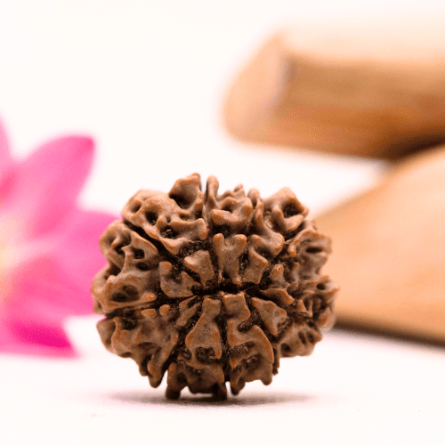 9 Mukhi Nepali Rudraksha - Large