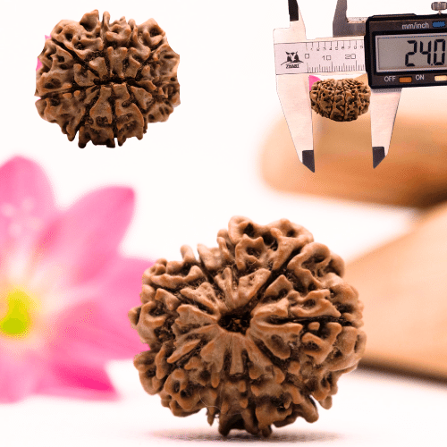 9 Mukhi Nepali Rudraksha - Large