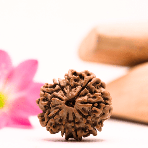 9 Mukhi Nepali Rudraksha - Large