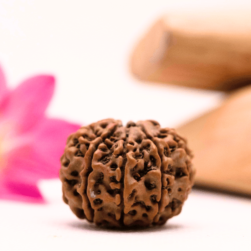 9 Mukhi Nepali Rudraksha - Large