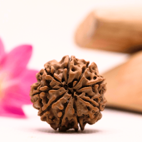 9 Mukhi Nepali Rudraksha - Large