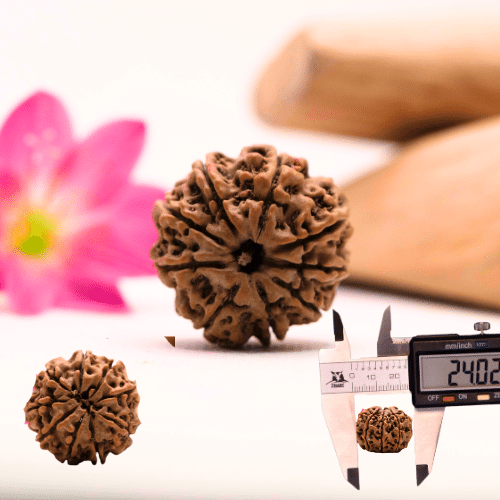 9 Mukhi Nepali Rudraksha - Large