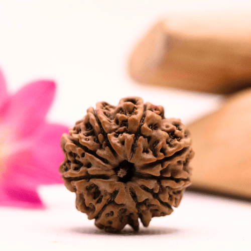 9 Mukhi Nepali Rudraksha - Large