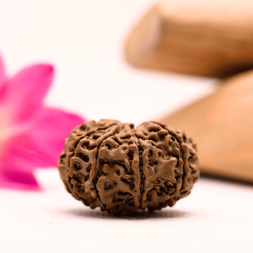 9 Mukhi Nepali Rudraksha - Large