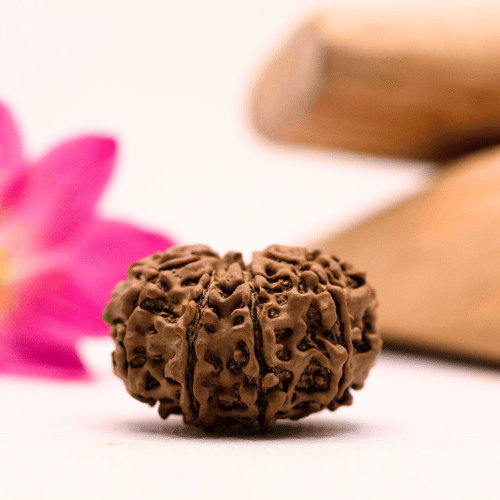 9 Mukhi Nepali Rudraksha - Large