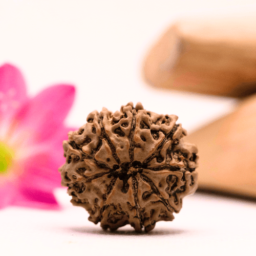 9 Mukhi Nepali Rudraksha - Large